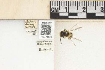 Media type: image;   Entomology 773936 Aspect: Labels